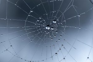 spider web